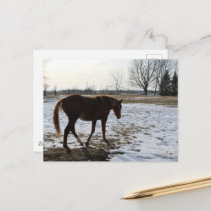 Een paard in de winter briefkaart