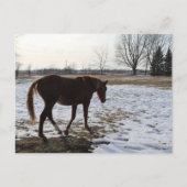 Een paard in de winter briefkaart (Voorkant)