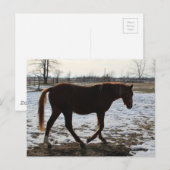 Een paard in de winter briefkaart (Voorkant / Achterkant)