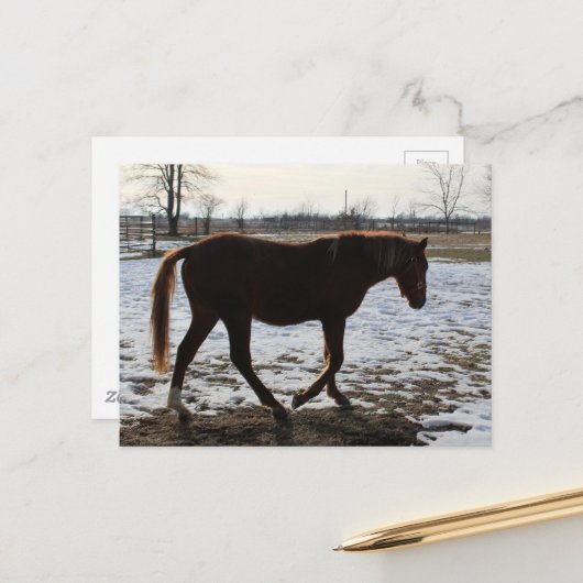 Een paard in de winter briefkaart (Voorkant / Achterkant in situ)