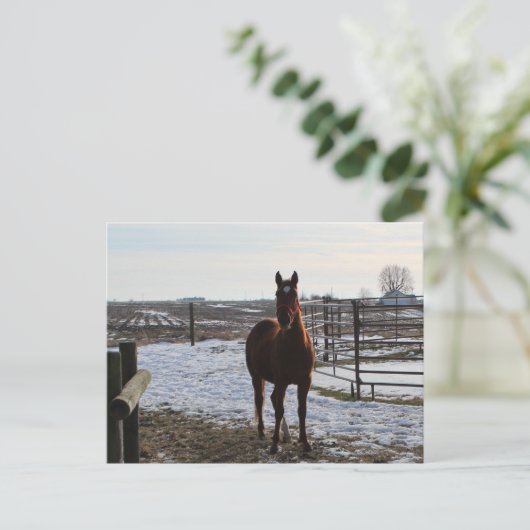Een paard in de winter met sneeuw briefkaart (Staand voorkant)