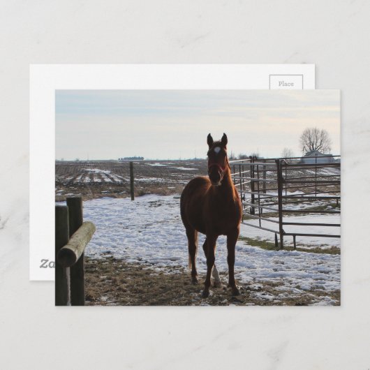 Een paard in de winter met sneeuw briefkaart (Voorkant / Achterkant)