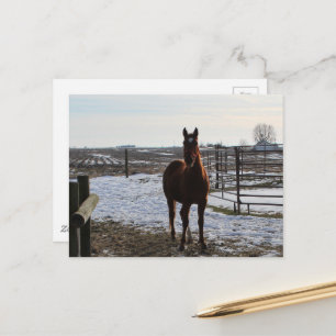 Een paard in de winter met sneeuw briefkaart