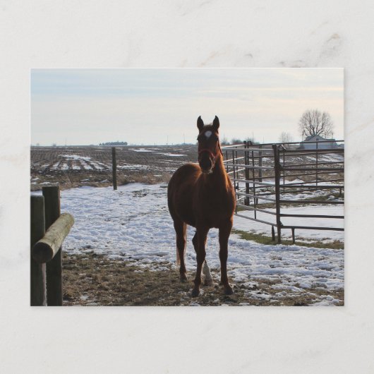 Een paard in de winter met sneeuw briefkaart (Voorkant)