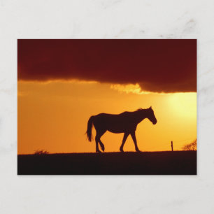 Een paard in de zonsondergang briefkaart