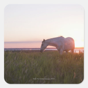 Een paard in een veld vierkante sticker