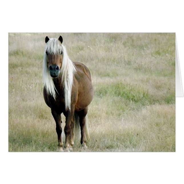 Een paard, natuurlijk... (Voorkant Horizontaal)
