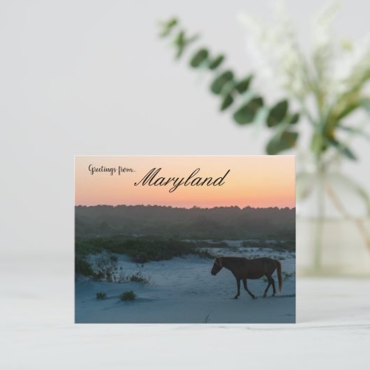 Een paard op Sunset op Assateague Island Maryland Briefkaart (Staand voorkant)