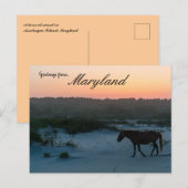Een paard op Sunset op Assateague Island Maryland Briefkaart (Voorkant / Achterkant)