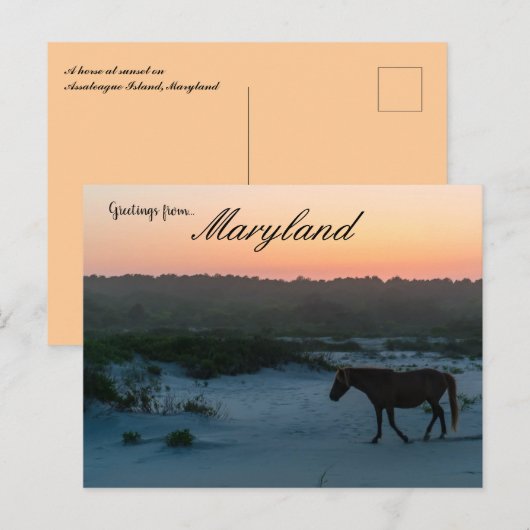 Een paard op Sunset op Assateague Island Maryland Briefkaart (Voorkant / Achterkant)