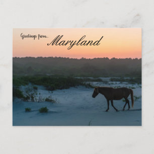 Een paard op Sunset op Assateague Island Maryland Briefkaart