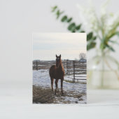 Een paard ruilt in de winter met sneeuw briefkaart (Staand voorkant)
