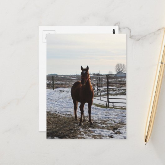 Een paard ruilt in de winter met sneeuw briefkaart (Voorkant / Achterkant in situ)