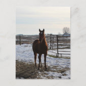 Een paard ruilt in de winter met sneeuw briefkaart (Voorkant)