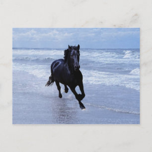 Een paard vrij en vrij briefkaart