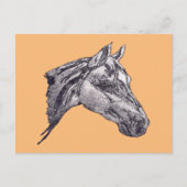 Een paardenschoonheid briefkaart (Voorkant)
