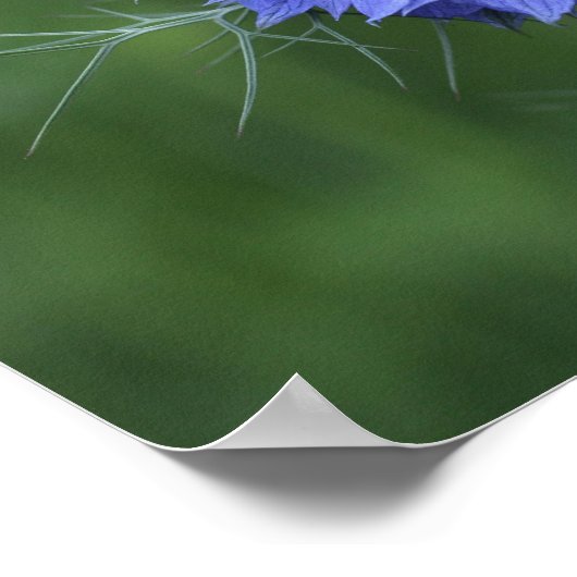 Een paarse bloem poster (Hoek)