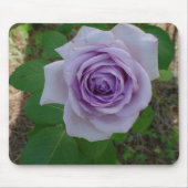Eén Paarse Muismat Roos (Voorkant)