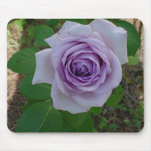 Eén Paarse Muismat Roos (Voorkant)