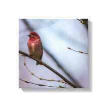 Een Paarse vink 12 x 12 stretched canvas print