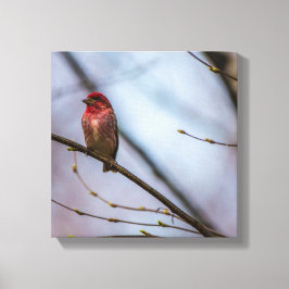 Een Paarse vink 12 x 12 stretched canvas print