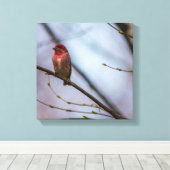 Een Paarse vink 12 x 12 stretched canvas print (Insitu (Houten vloer))