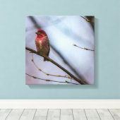 Een Paarse vink 12 x 12 stretched canvas print (Insitu (Houten vloer))