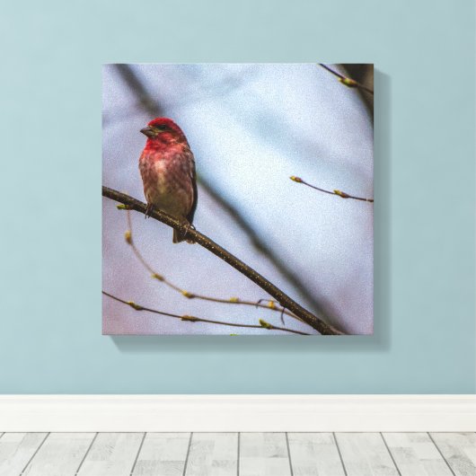 Een Paarse vink 12 x 12 stretched canvas print (Insitu (Houten vloer))
