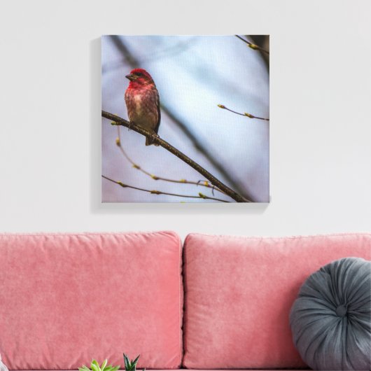 Een Paarse vink 12 x 12 stretched canvas print (Insitu (Woonkamer))