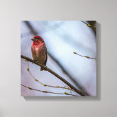 Een Paarse vink 12 x 12 stretched canvas print (Voorkant)