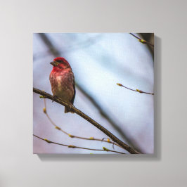 Een Paarse vink 12 x 12 stretched canvas print