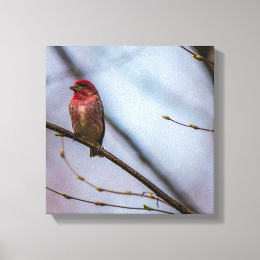 Een Paarse vink 12 x 12 stretched canvas print (Voorkant)