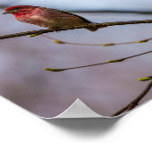 EEN PAARSE ZOEK IN MAINE 10 X 8 ARCHIVAL DRUK POSTER (Hoek)