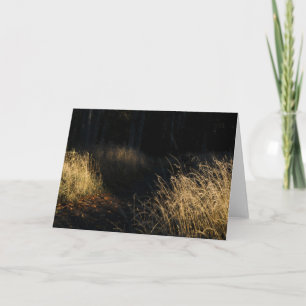 Een pad door een bos met gouden gras in het zonlic kaart