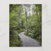 Een pad door een regenwoud aan de basis van briefkaart (Voorkant)