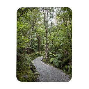 Een pad door een regenwoud aan de basis van magneet