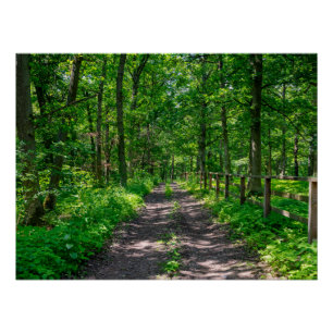 Een pad in het groene bos perfect poster