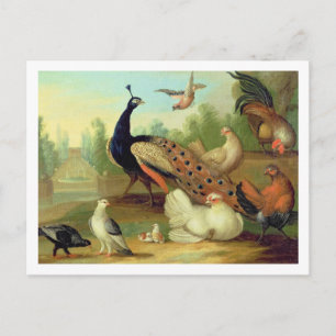 Een pakje, Doves, Kippen en een pakje in een Park Briefkaart