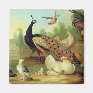 Een pakje, Doves, Kippen en een pakje in een Park Magneet