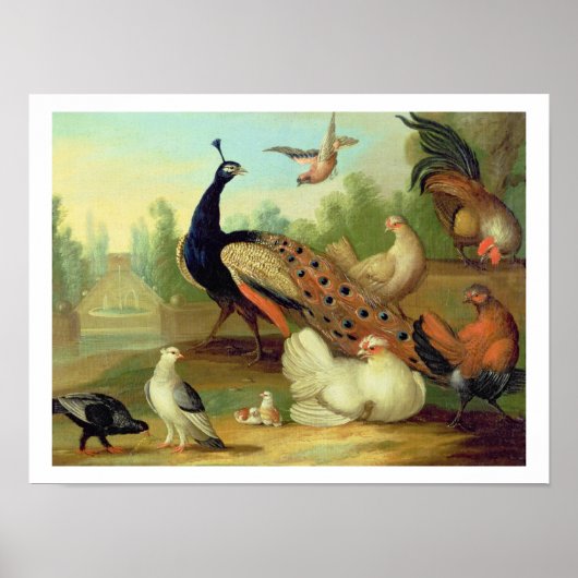 Een pakje, Doves, Kippen en een pakje in een Park Poster (Voorkant)