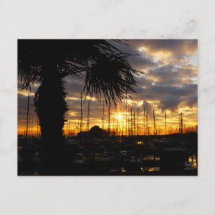 Een palmboom bij haven in Willemstad. Briefkaart