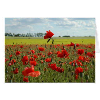Een papaver boven de rest