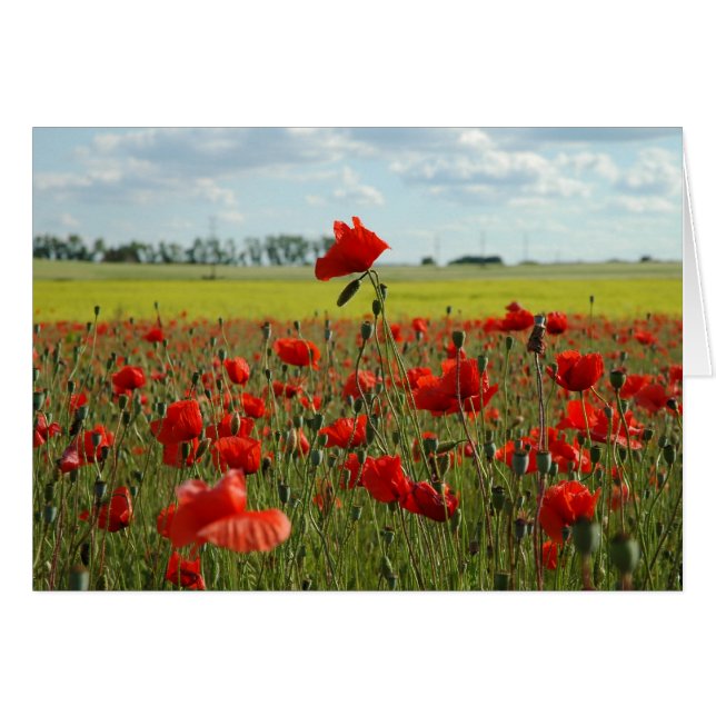 Een papaver boven de rest (Voorkant Horizontaal)