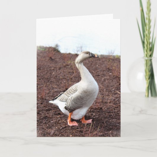 Een parkgans kaart (Voorkant)
