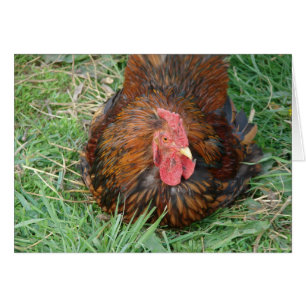 Een pauze Rooster innemen