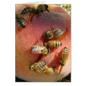 Een peach voor de bijen (Voorkant)