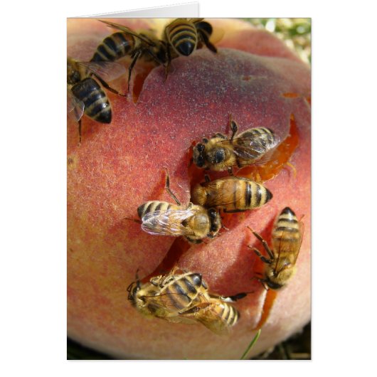 Een peach voor de bijen (Voorkant)