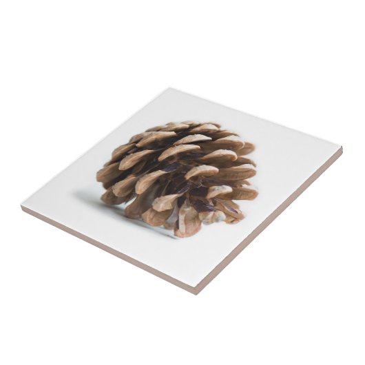Eén pinecon tegeltje (Zijkant)