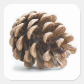 Eén pinecon vierkante sticker (Voorkant)
