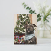 Een pitstier die voor een kerstportret staat. feestdagenkaart (Staand voorkant)